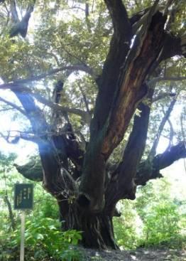 スダジイの巨木である「迷子椎(まいごじい)」の写真