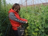 島野菜収穫体験の様子